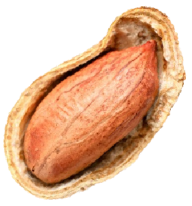 peanut